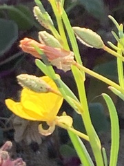 Eulobus californicus