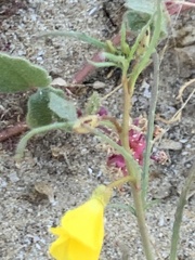 Eulobus californicus