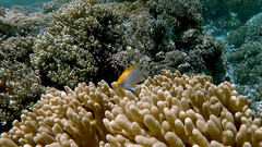 Neoglyphidodon melas