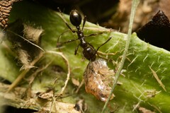 Chelaner antarcticus