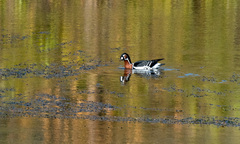 Branta ruficollis
