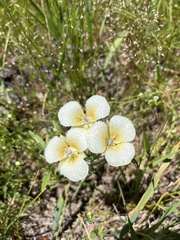 Calochortus subalpinus