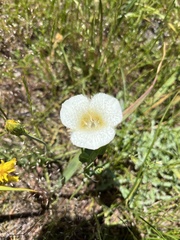 Calochortus subalpinus
