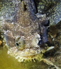 Batrachomoeus dubius