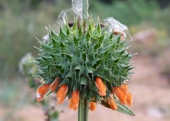 Leonotis nepetifolia