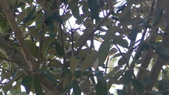 Spizella passerina