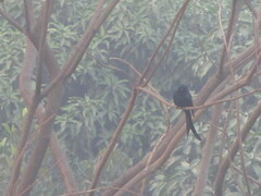 Dicrurus macrocercus