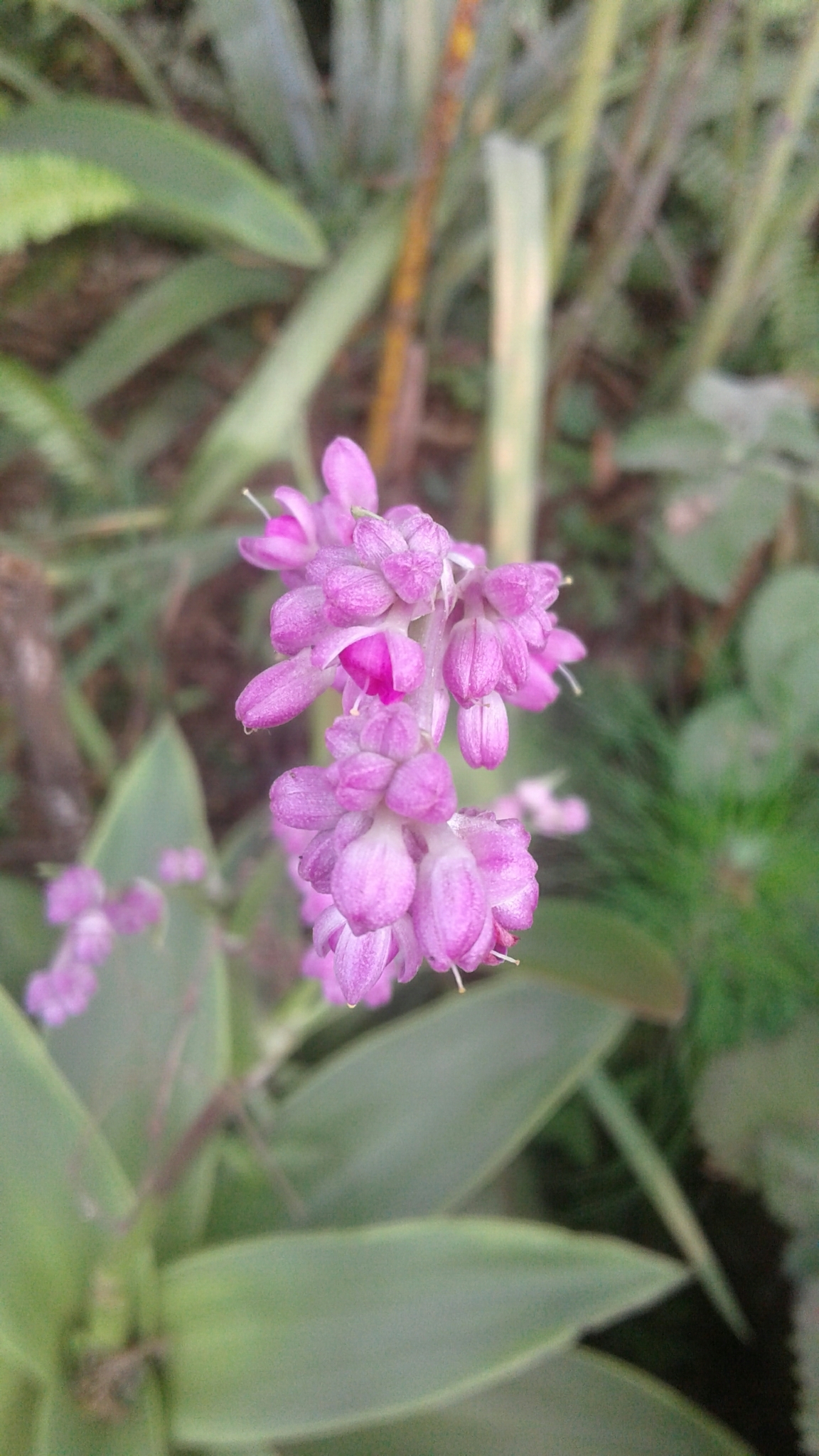 Imagem de Tradescantia-nanica