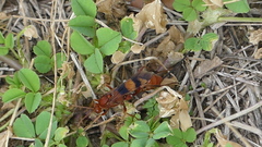 Compsocryptus texensis