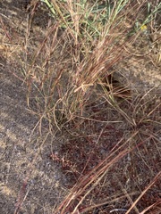 Aristida adscensionis