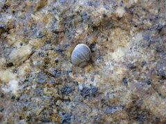 Littorininae