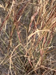 Aristida adscensionis