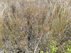 Dracophyllum subulatum