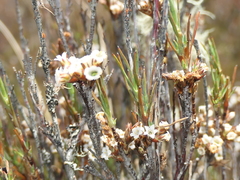 Dracophyllum subulatum