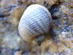 Littorininae