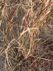 Aristida adscensionis