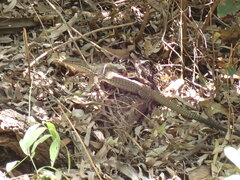 Varanus tristis