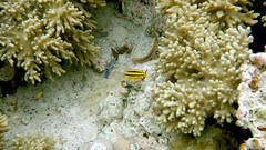 Neoglyphidodon nigroris