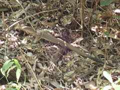 Varanus tristis