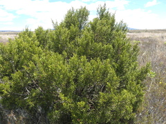 Halocarpus bidwillii