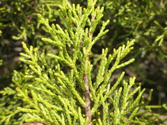 Halocarpus bidwillii