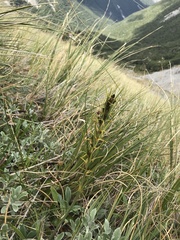 Aciphylla crenulata