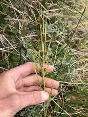 Aciphylla crenulata