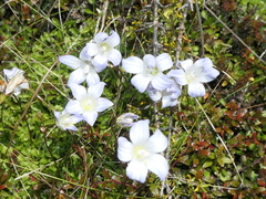Wahlenbergia pygmaea