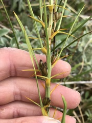 Aciphylla crenulata