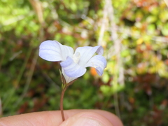 Wahlenbergia pygmaea