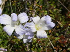 Wahlenbergia pygmaea