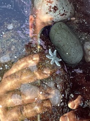 Leptasterias hexactis