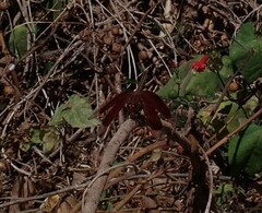 Neurothemis stigmatizans