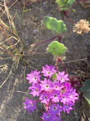 Abronia villosa