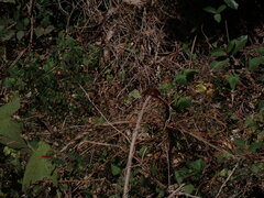 Neurothemis stigmatizans