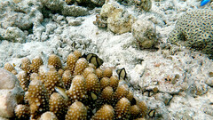 Dascyllus reticulatus