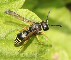 Gymnomerus laevipes