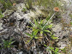 Celmisia spectabilis