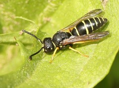 Gymnomerus laevipes