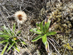 Celmisia spectabilis