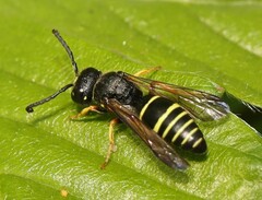 Gymnomerus laevipes