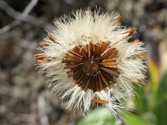 Celmisia spectabilis