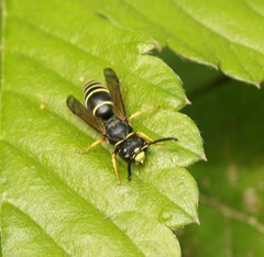 Gymnomerus laevipes