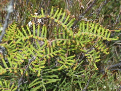 Gleichenia alpina