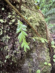 Tmesipteris lanceolata
