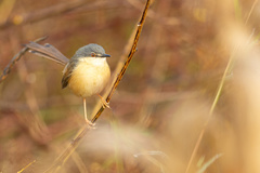 Prinia