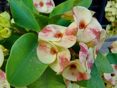 Euphorbia milii