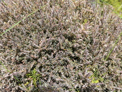 Acrothamnus colensoi