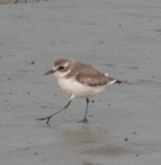 Charadrius alexandrinus
