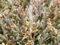 Acrothamnus colensoi